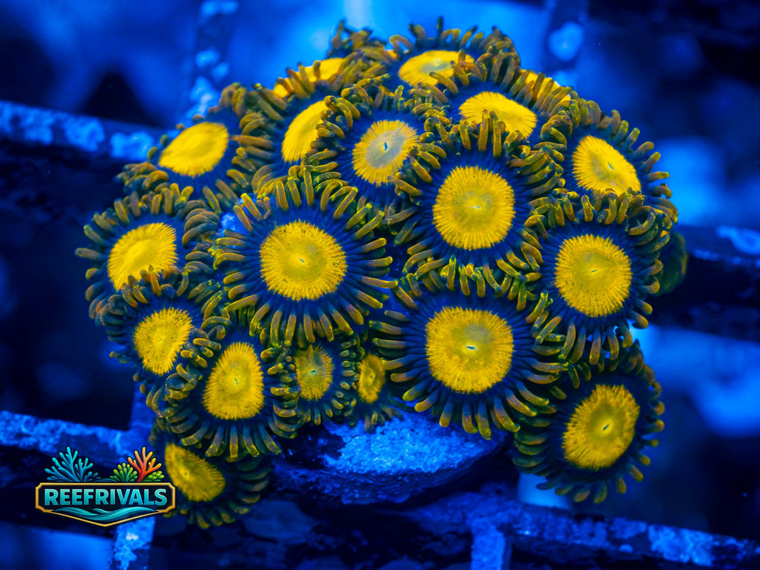 TSA King Midas Zoa WYSIWYG coral image | ReefRivals TSA King Midas Zoa coral image from ReefRivals, listed as Zoanthus sp. and Zoas