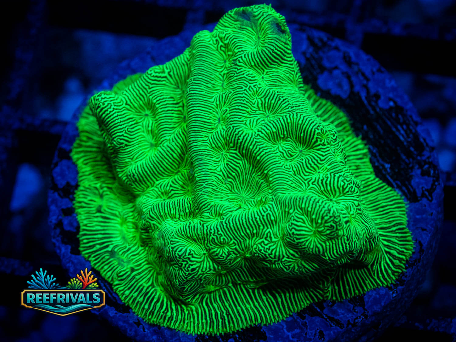 RVL Toxic Spartan Lepto WYSIWYG coral image | ReefRivals RVL Toxic Spartan Lepto coral image from ReefRivals, listed as Leptoseris sp. and Encrusting