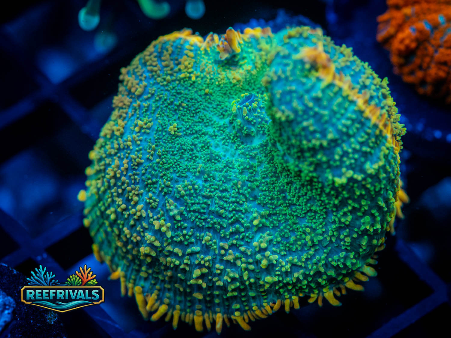 Tequila Sunrise coral image from ReefRivals, listed as Rhodactis sp. and Mushrooms