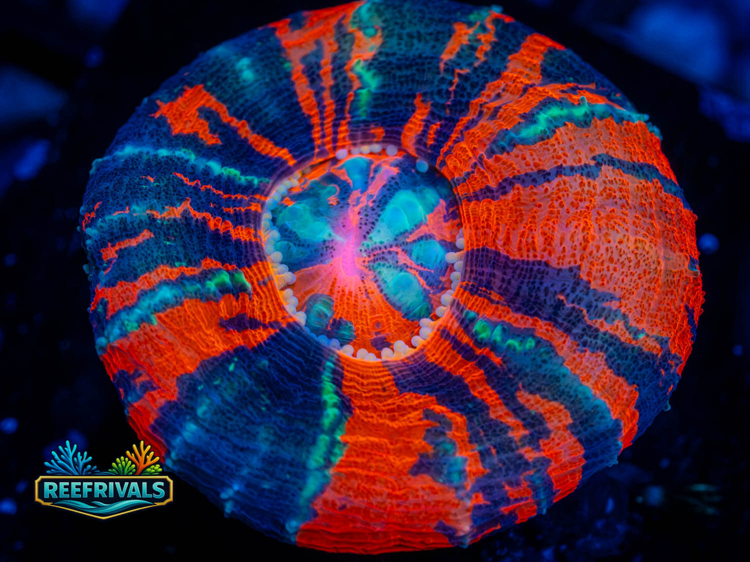 ECC War Paint Scoly coral image from ReefRivals, listed as Scolymia australis and LPS Fleshy