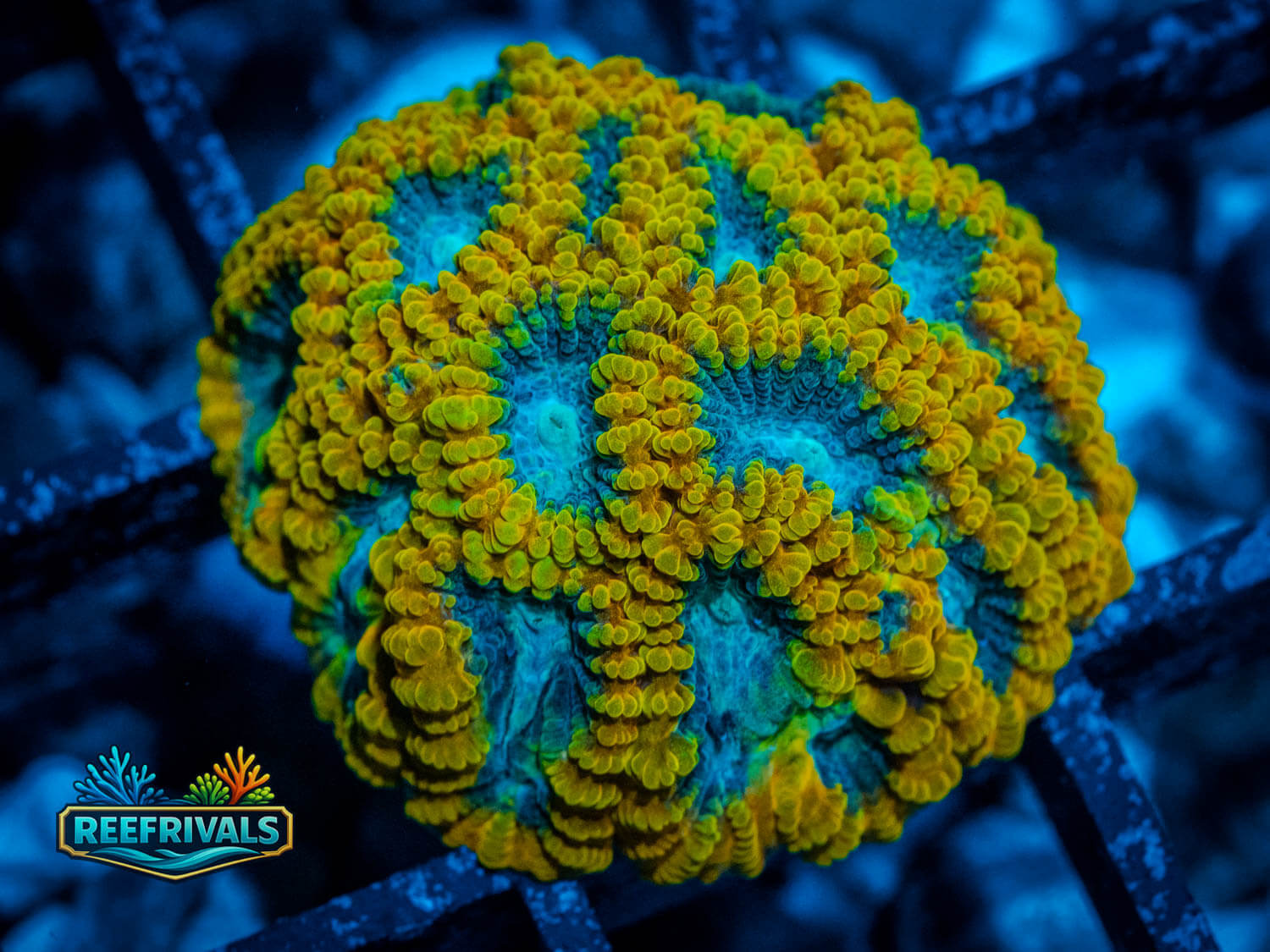 ECC Yellow Submarine Favia WYSIWYG coral image | ReefRivals ECC Yellow Submarine Favia coral image from ReefRivals, listed as Favia sp. and Favias