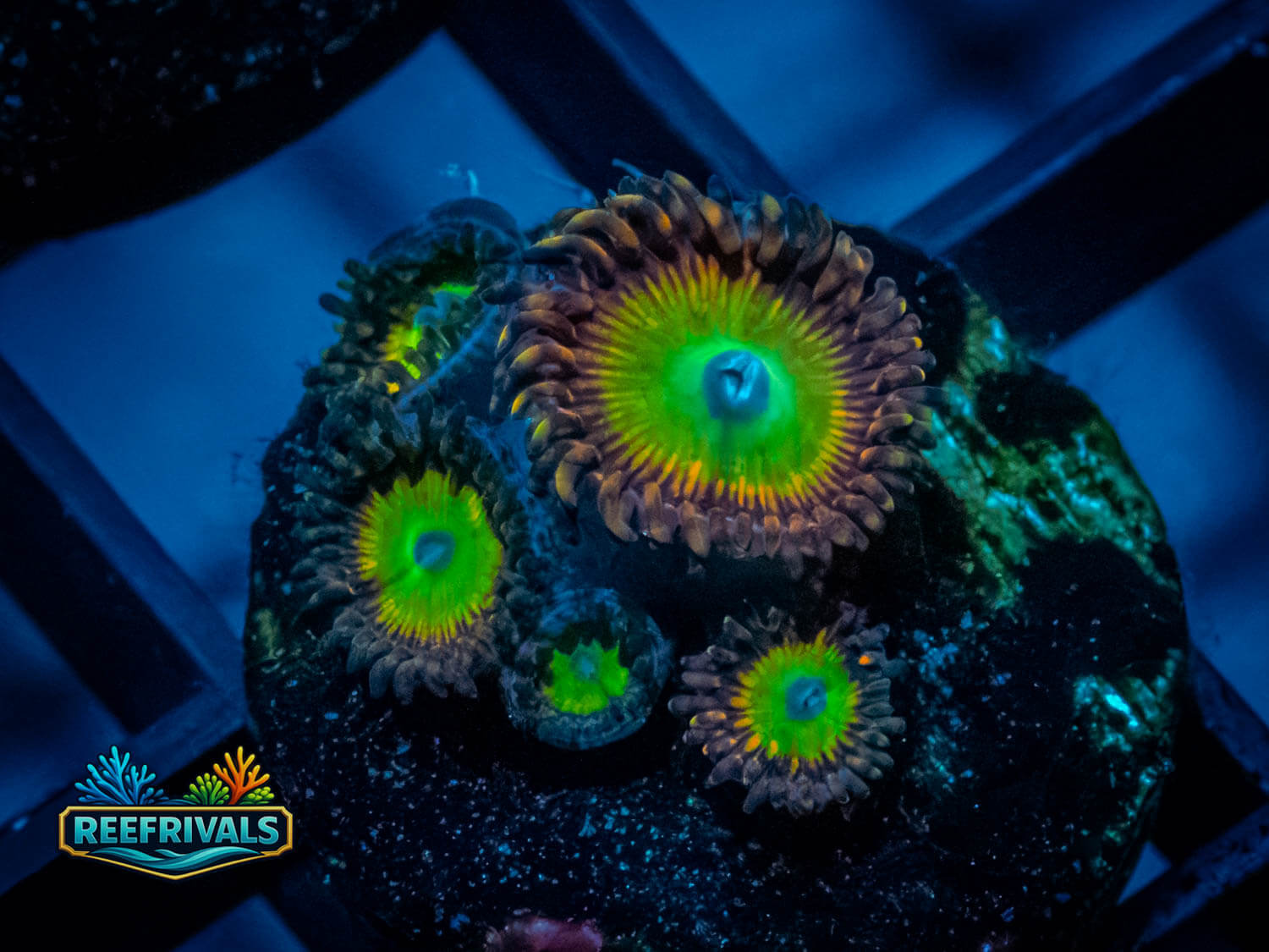 ECC Bowzer Zoa coral image from ReefRivals, listed as Zoanthus sp. and Zoas
