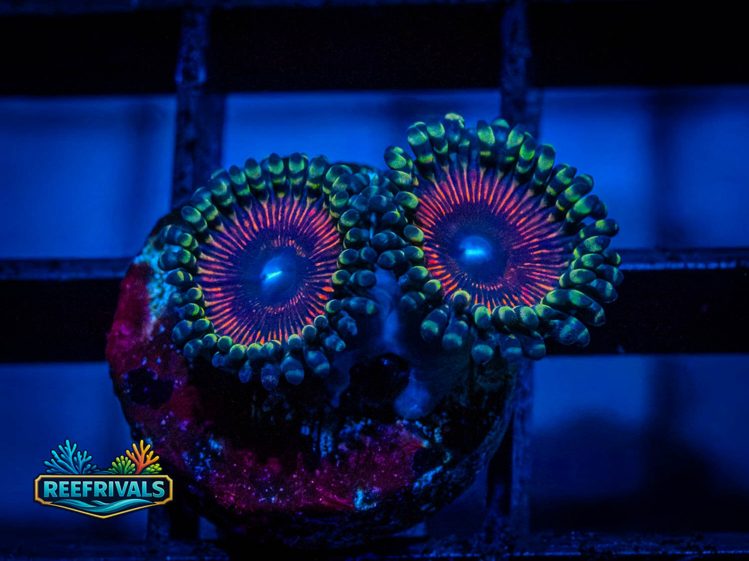 WWC God of War Zoa coral image from ReefRivals, listed as Zoanthus sp. and Zoas