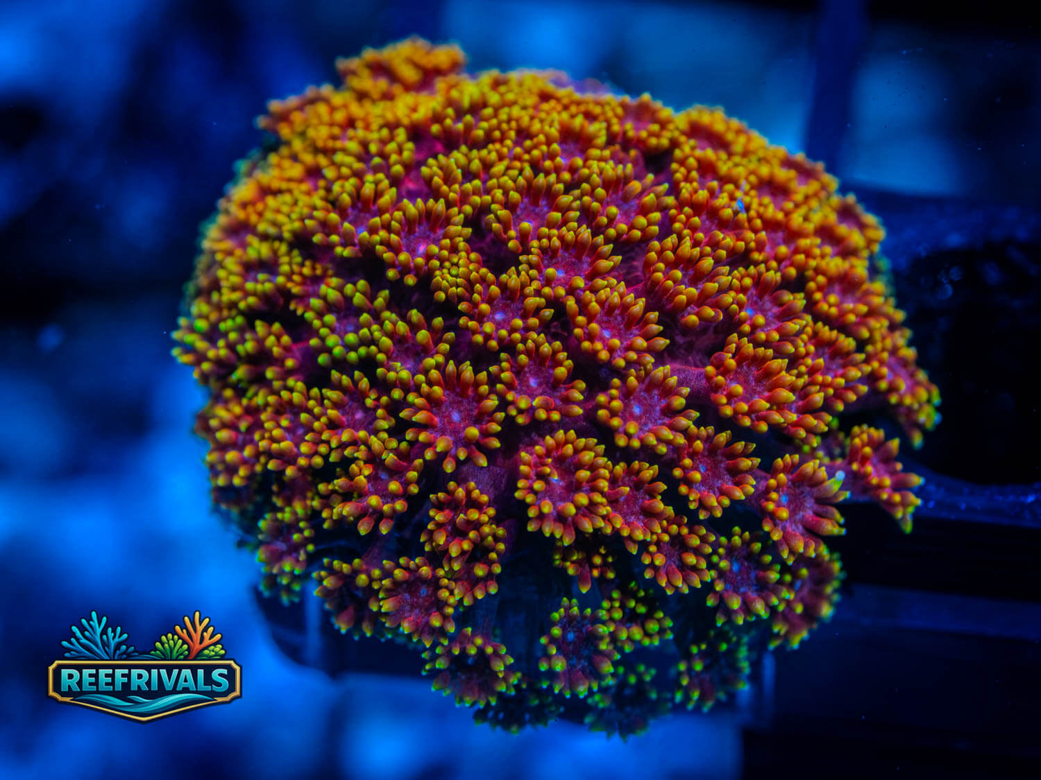 UC Pixy Sticks Goni coral image from ReefRivals, listed as Goniopora sp. and Gonis