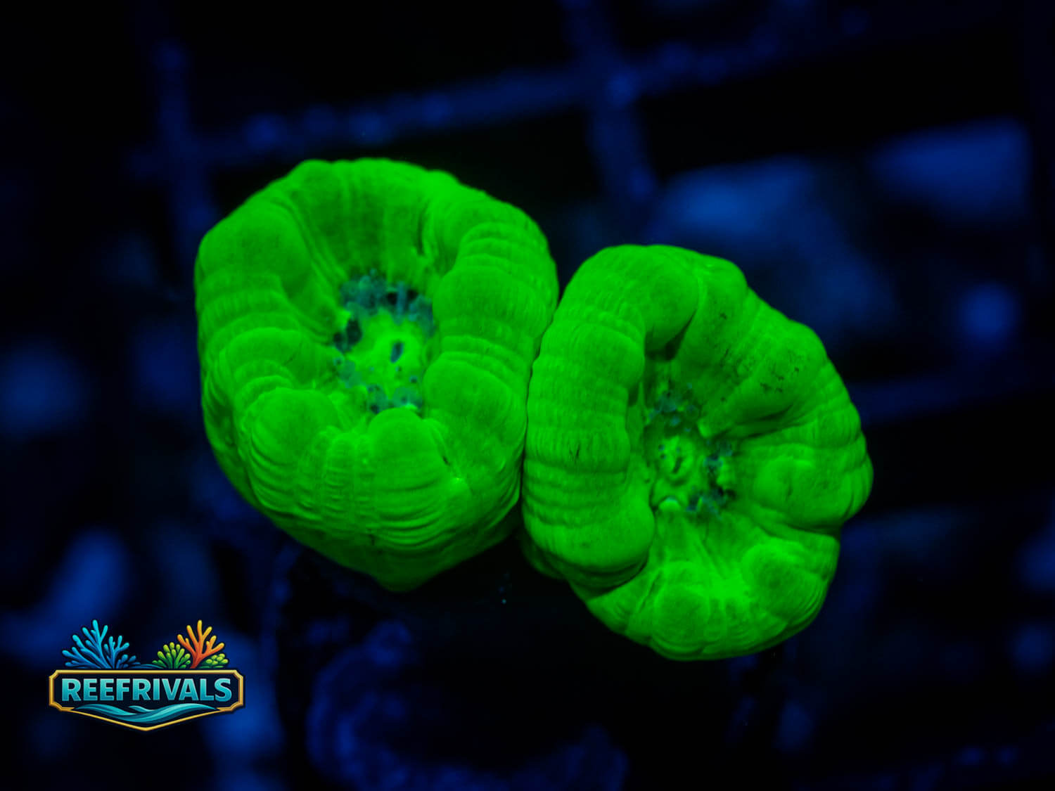 Kryptonite Candy Cane coral image from ReefRivals, listed as Caulastrea furcata and LPS Branching