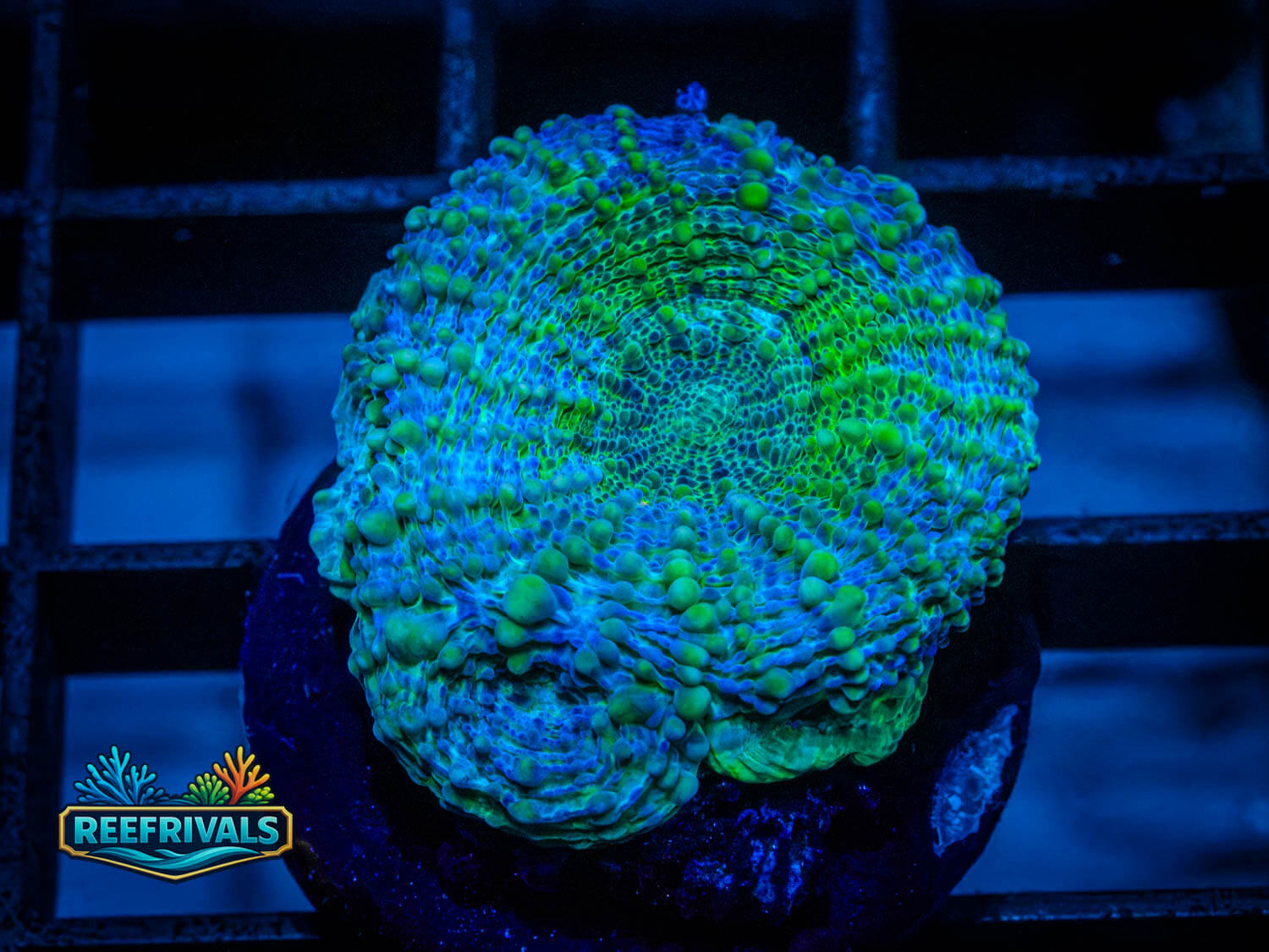 RVL Whirlpool Acan WYSIWYG coral image | ReefRivals RVL Whirlpool Acan coral image from ReefRivals, listed as Acanthastrea echinata and Acans