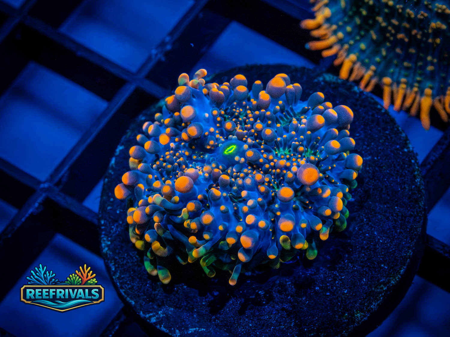 RVL Pop Rocks Yuma coral image from ReefRivals, listed as Ricordea yuma and Mushrooms