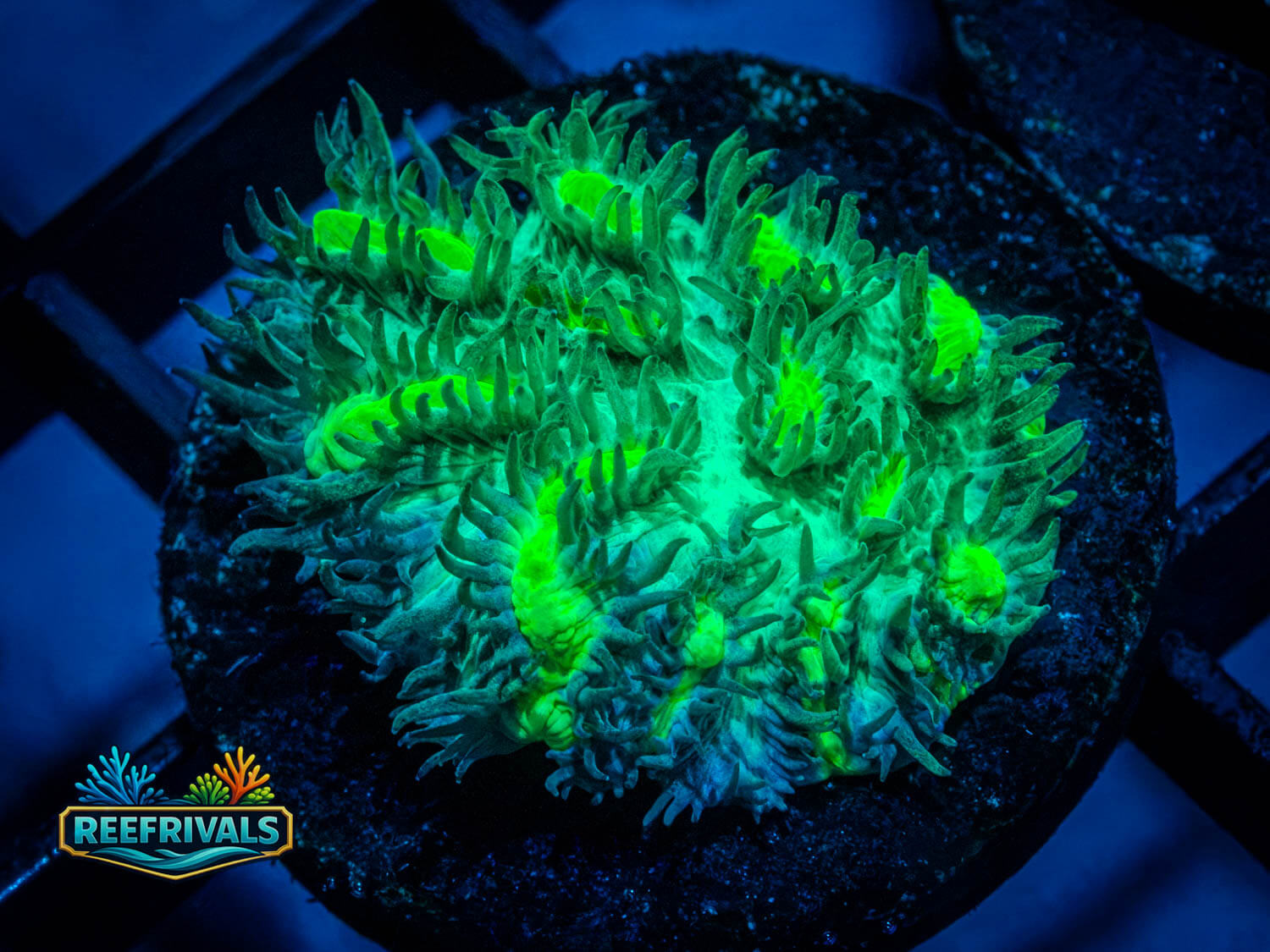 JF Limelight coral image from ReefRivals, listed as Hydnophora sp. and LPS Fleshy