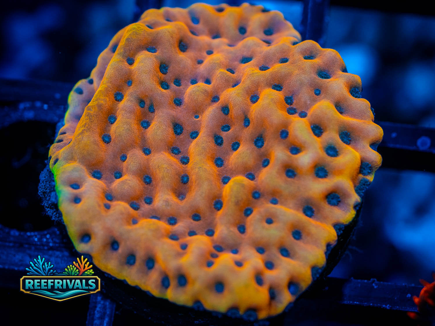 TSA Kaboom Monti coral image from ReefRivals, listed as Montipora sp. and Montis