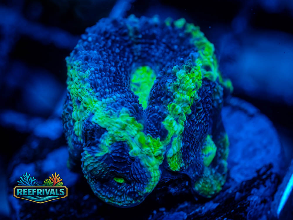 RVL Blue Lagoon Acan Lord WYSIWYG coral image | ReefRivals RVL Blue Lagoon Acan Lord coral image from ReefRivals, listed as Acanthastrea lordhowensis and Acans