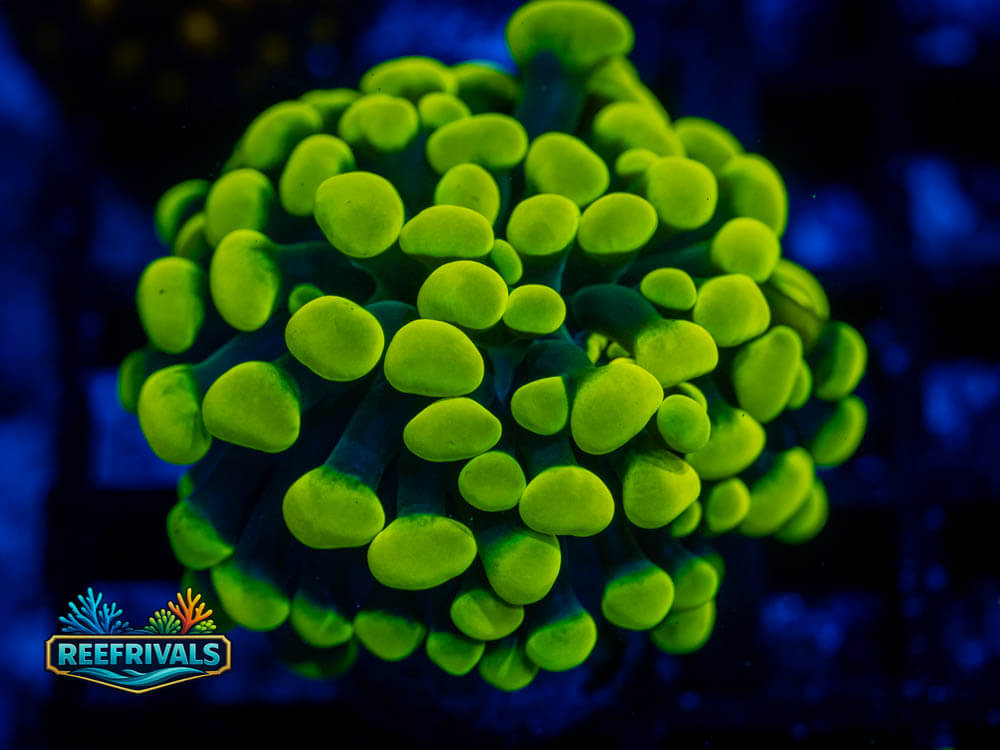 ECC Lemon Drop Hammer coral image from ReefRivals, listed as Euphyllia ancora and LPS Fleshy