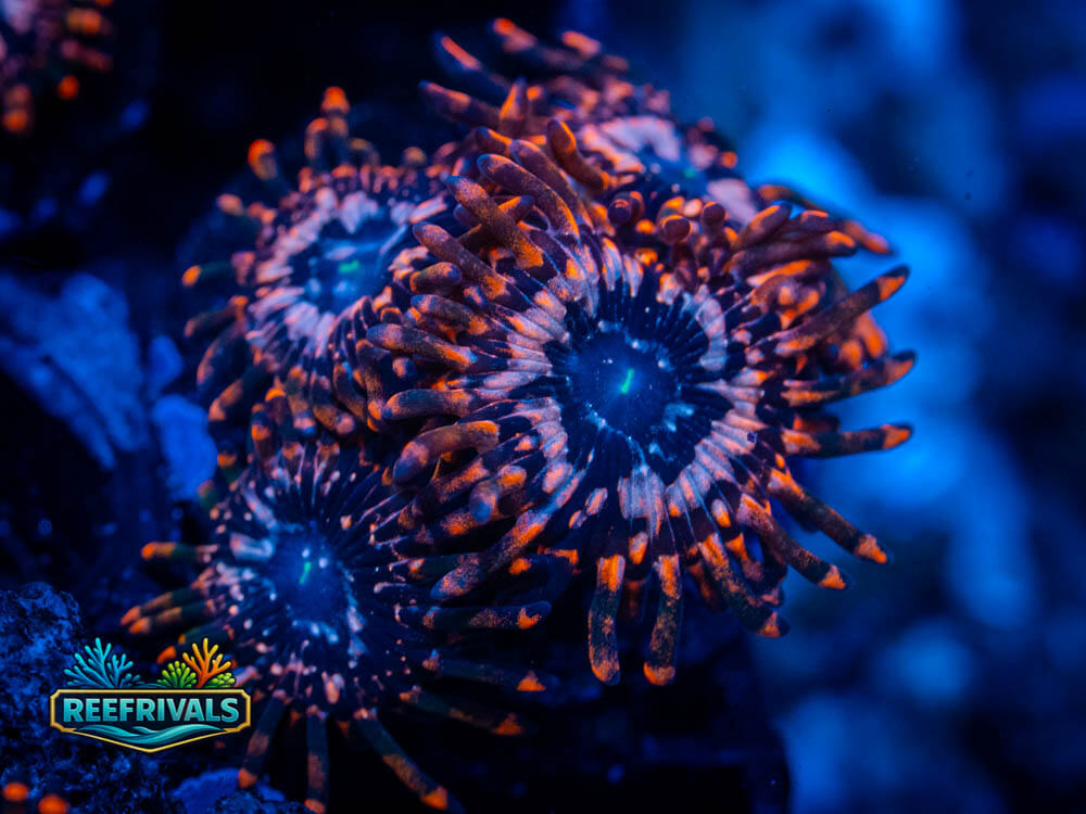 Utter Chaos Zoa coral image from ReefRivals, listed as Zoanthus sp. and Zoas