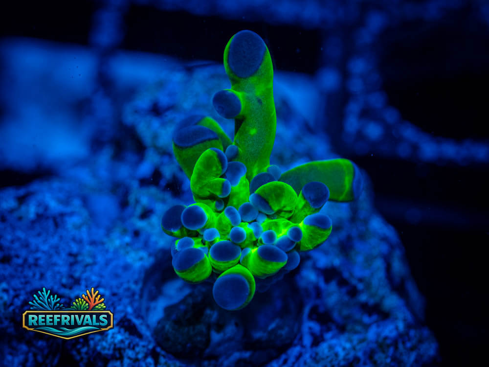 RVL Neon Frogspawn coral image from ReefRivals, listed as Euphyllia divisa and Frogspawn