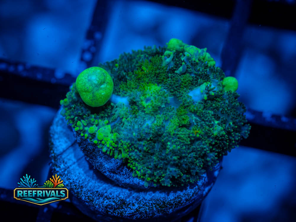 UC Shrek Bounce Mushroom WYSIWYG coral image | ReefRivals UC Shrek Bounce Mushroom coral image from ReefRivals, listed as Rhodactis sp. and Mushrooms