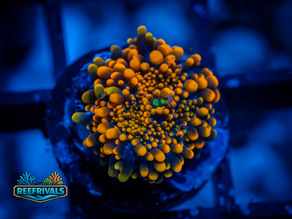 King Kong Yuma WYSIWYG coral image | ReefRivals King Kong Yuma coral image from ReefRivals, listed as Ricordea florida and Mushrooms