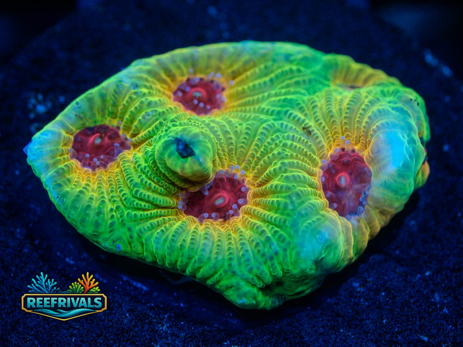 Fascination Favia WYSIWYG coral image | ReefRivals Fascination Favia coral image from ReefRivals, listed as Favia sp. and Favias