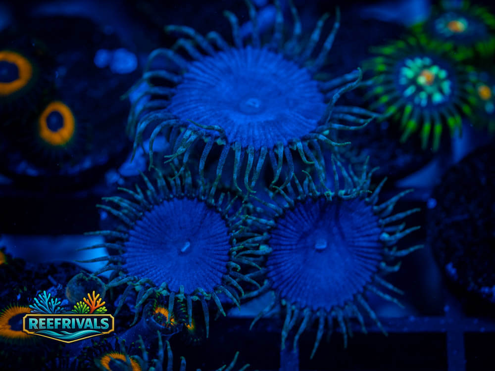 ARC Purple Death Palys WYSIWYG coral image | ReefRivals ARC Purple Death Palys coral image from ReefRivals, listed as Palythoa sp. and Zoas