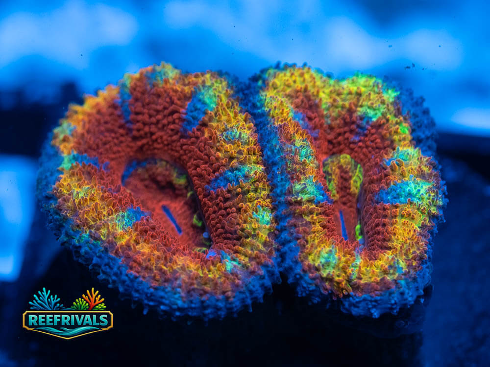 Ultra Acan Lord WYSIWYG coral image | ReefRivals Ultra Acan Lord coral image from ReefRivals, listed as Acanthastrea lordhowensis and Acans