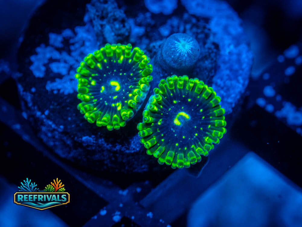 OG Exosphere Zoa coral image from ReefRivals, listed as Zoanthus sp. and Zoas