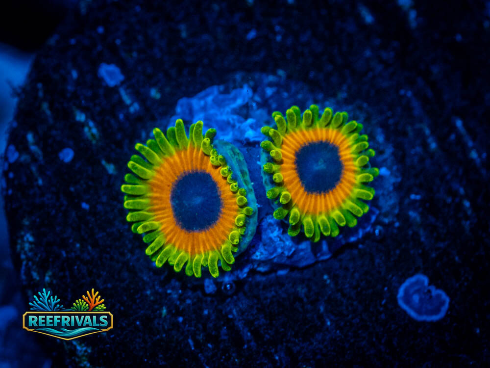 Great Owls Zoa WYSIWYG coral image | ReefRivals Great Owls Zoa coral image from ReefRivals, listed as Zoanthus sp. and Zoas