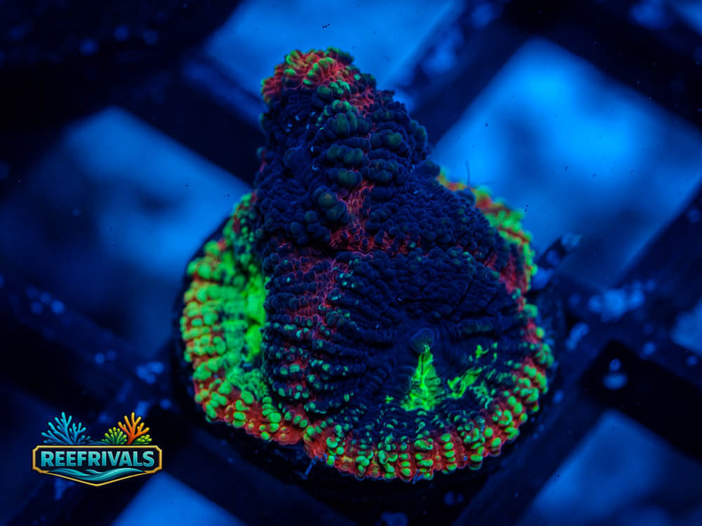 RVL Jar of Souls WYSIWYG coral image | ReefRivals RVL Jar of Souls coral image from ReefRivals, listed as Favia sp. and Favias