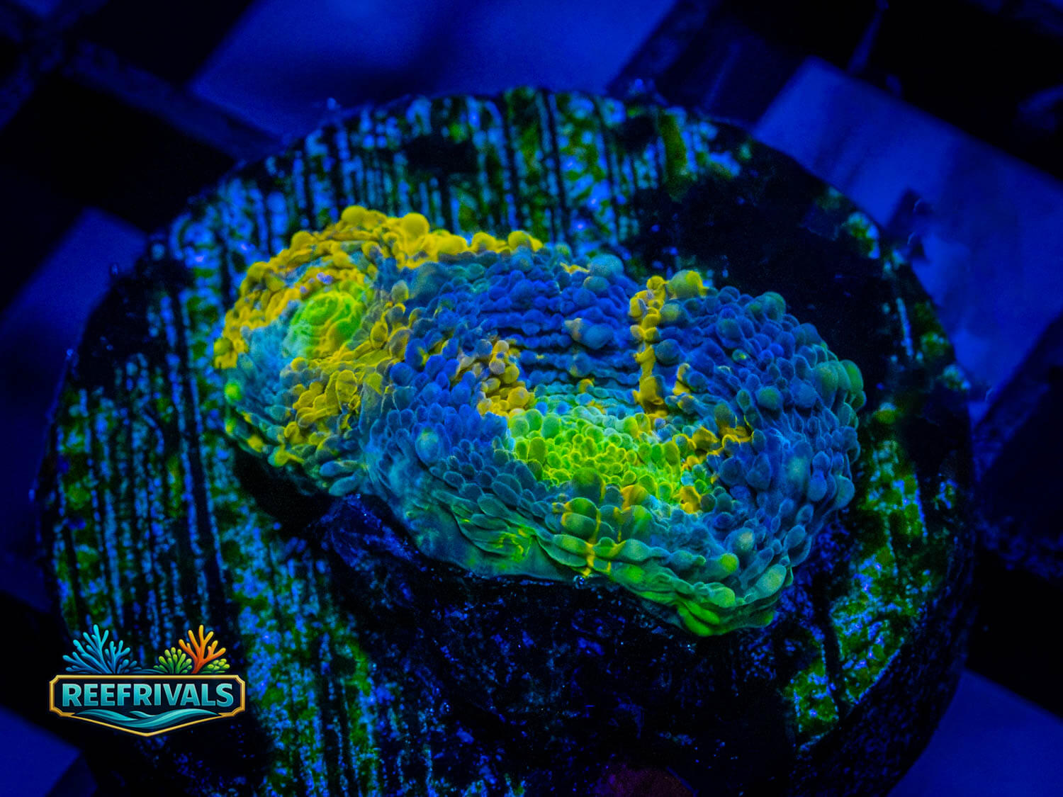 RVL Confused Raptor WYSIWYG coral image | ReefRivals RVL Confused Raptor coral image from ReefRivals, listed as Favia sp. and Favias
