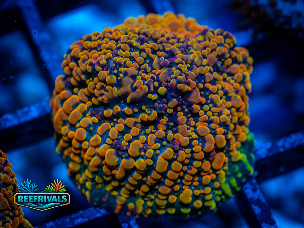 CC Cloudberries Chalice coral image from ReefRivals, listed as Echinophyllia sp. and Soft Coral
