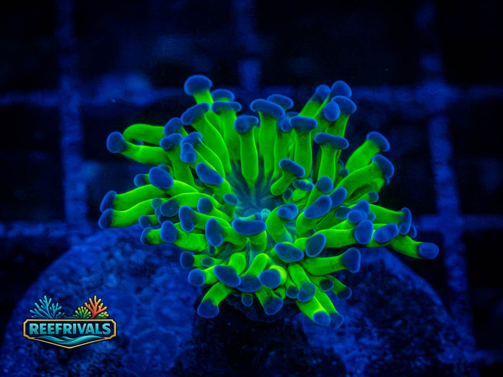 ARC Neon Hammer coral image from ReefRivals, listed as Euphyllia ancora and LPS Fleshy