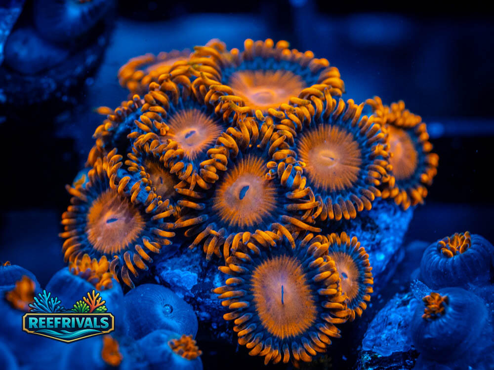 Bam Bam Zoa WYSIWYG coral image | ReefRivals Bam Bam Zoa coral image from ReefRivals, listed as Zoanthus sp. and Zoas