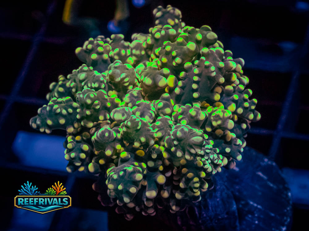 RVL Kermit The Frog WYSIWYG coral image | ReefRivals RVL Kermit The Frog coral image from ReefRivals, listed as Euphyllia divisa and Frogspawn