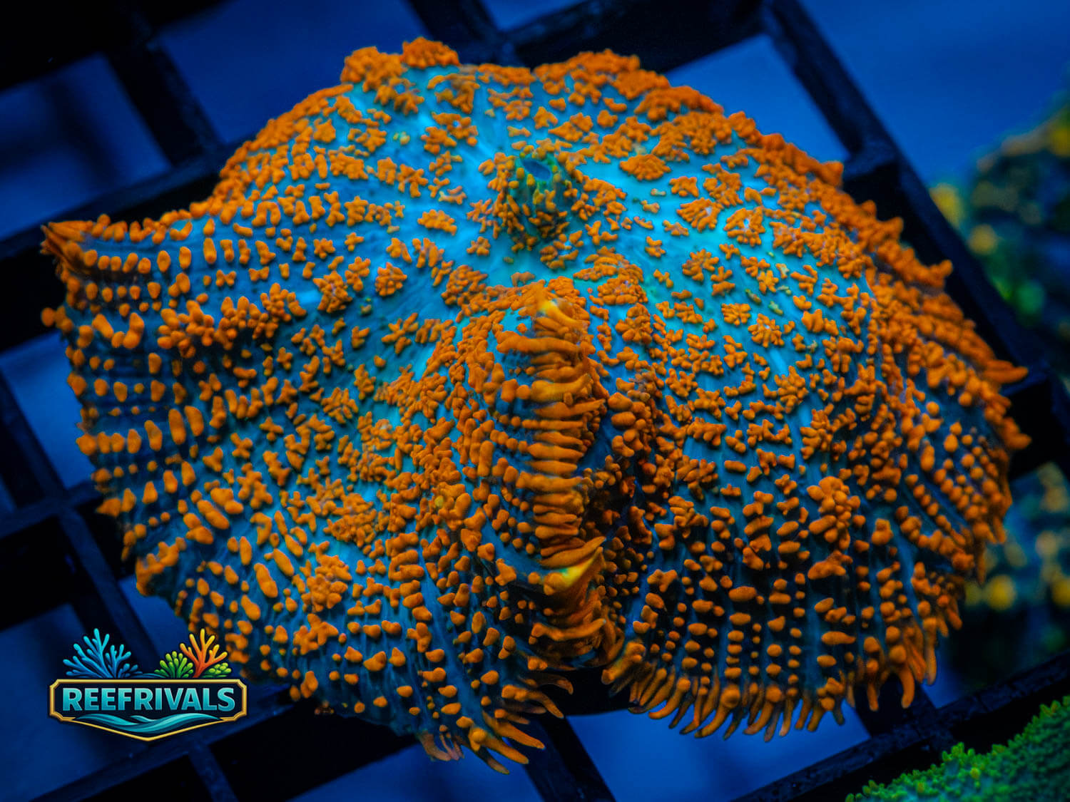 RVL Forest Fire coral image from ReefRivals, listed as Rhodactis sp. and Mushrooms