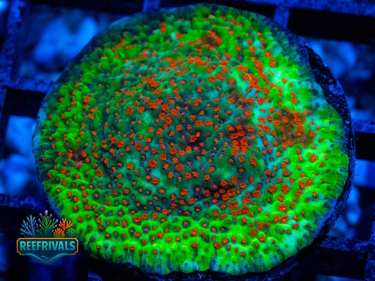 Season's Greetings Monti coral image from ReefRivals, listed as Montipora sp. and Montis