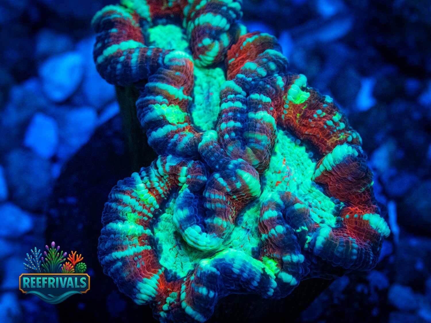 RVL Glassed Blood Trachy WYSIWYG coral image | ReefRivals RVL Glassed Blood Trachy coral image from ReefRivals, listed as Trachyphyllia geoffroyi and LPS Fleshy