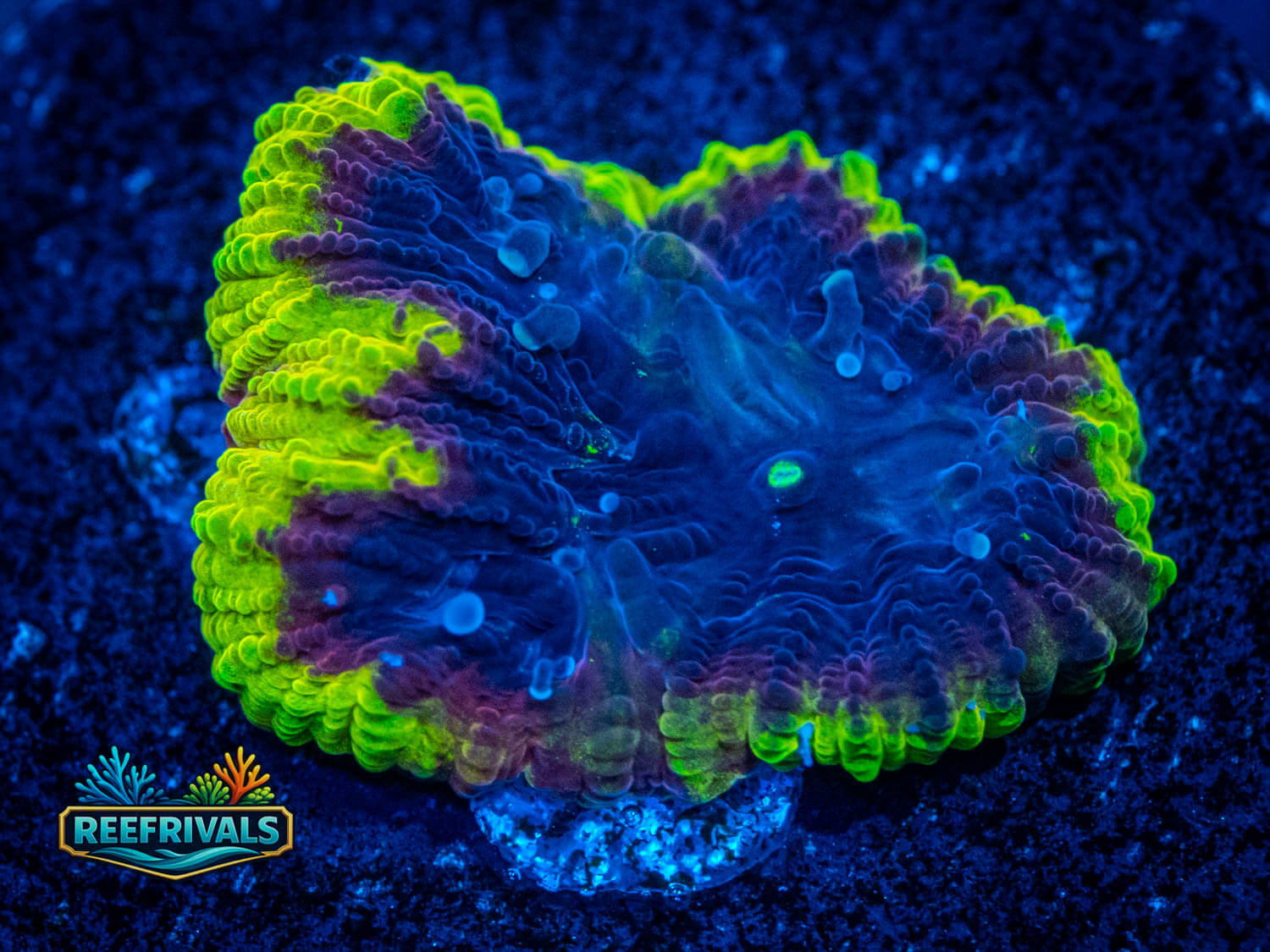 ECC Superman Chalice coral image from ReefRivals, listed as Echinophyllia sp. and Chalices