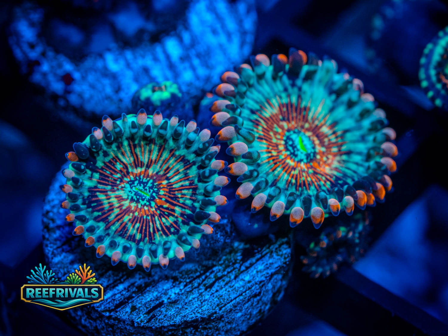 ECC Seduction Zoa coral image from ReefRivals, listed as Zoanthus sp. and Zoas