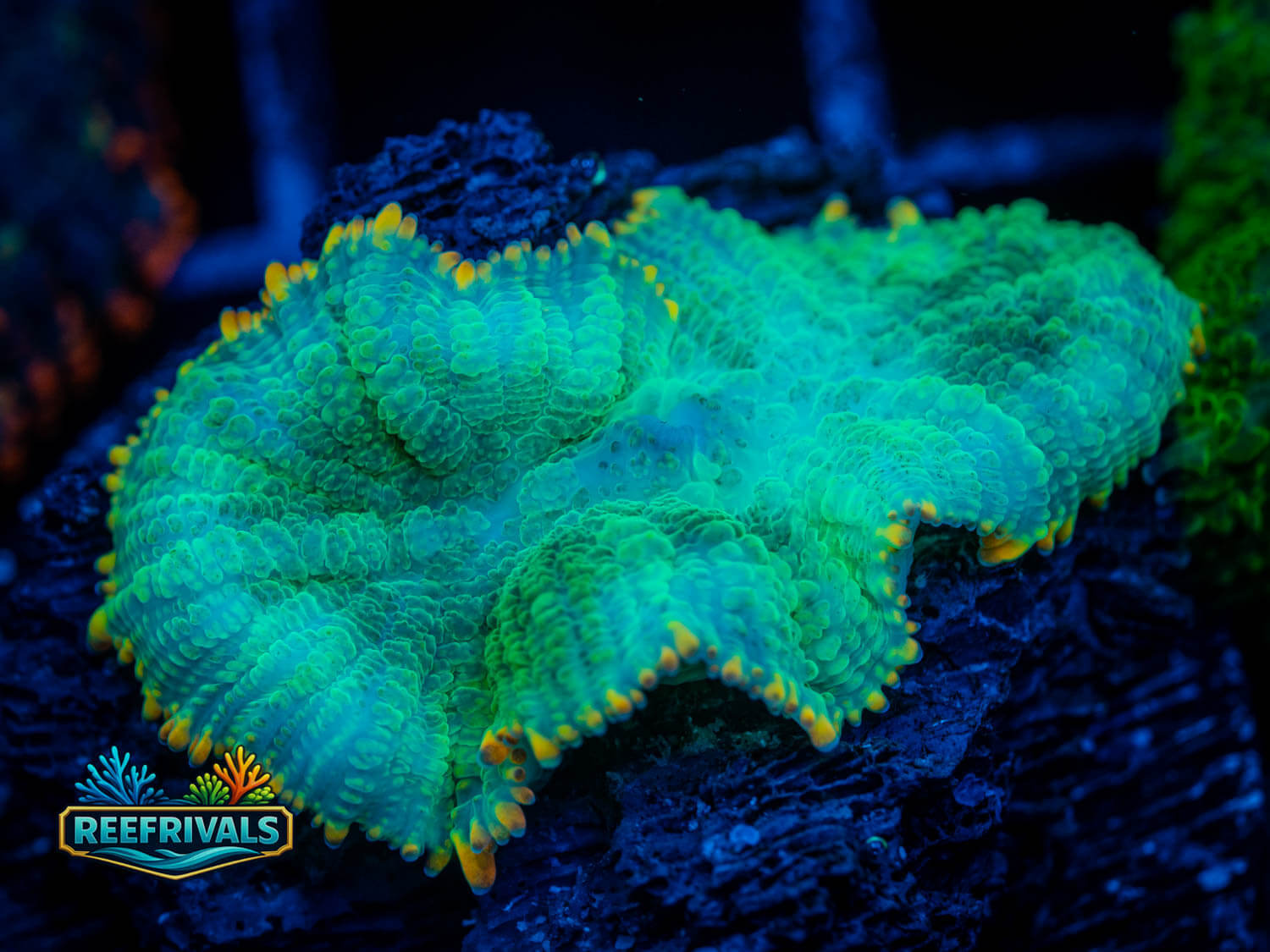 RVL Golden Jade Mushroom WYSIWYG coral image | ReefRivals RVL Golden Jade Mushroom coral image from ReefRivals, listed as Rhodactis sp. and Mushrooms