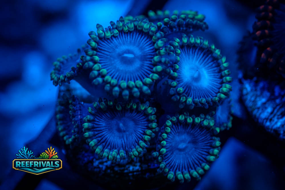 WWC Tubbs Blues Zoa WYSIWYG coral image | ReefRivals WWC Tubbs Blues Zoa coral image from ReefRivals, listed as Zoanthus sp. and Zoas