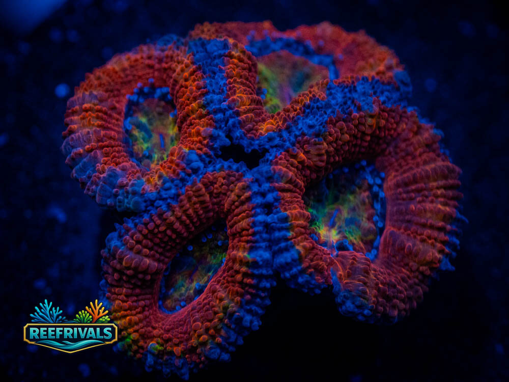 RVL Time Warp Acan WYSIWYG coral image | ReefRivals RVL Time Warp Acan coral image from ReefRivals, listed as Acanthastrea lordhowensis and Acans