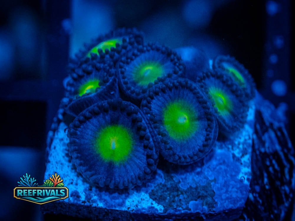 WWC AIO Zoa coral image from ReefRivals, listed as Zoanthus sp. and Zoas