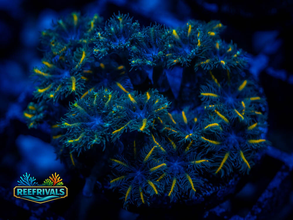 ECC Lazer Lemon Clove Polyps coral image from ReefRivals, listed as Clavularia sp. and Soft Coral