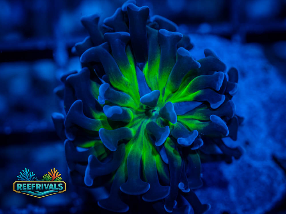 ECC Prince of Crime Hammer coral image from ReefRivals, listed as Euphyllia ancora and LPS Fleshy