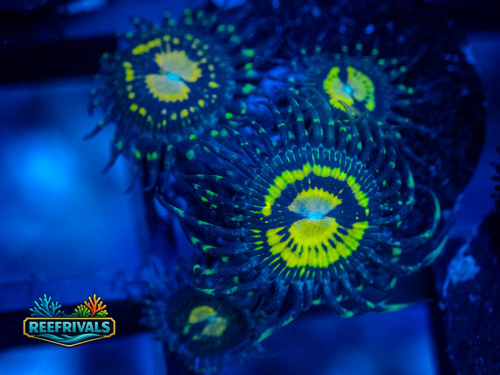 WWC Butt Muncher Zoa WYSIWYG coral image | ReefRivals WWC Butt Muncher Zoa coral image from ReefRivals, listed as Zoanthus sp. and Zoas