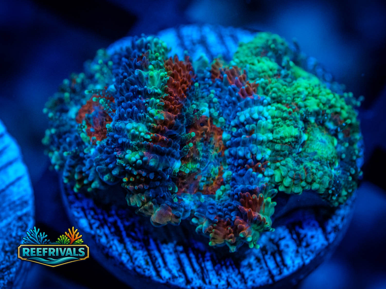 RVL Cookie Monster Acan WYSIWYG coral image | ReefRivals RVL Cookie Monster Acan coral image from ReefRivals, listed as Acanthastrea lordhowensis and Acans