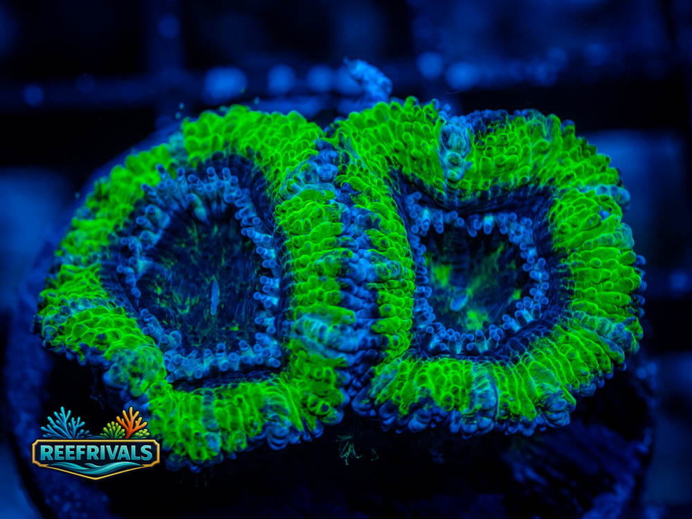 RVL WALL-E Acan coral image from ReefRivals, listed as Acanthastrea lordhowensis and Acans