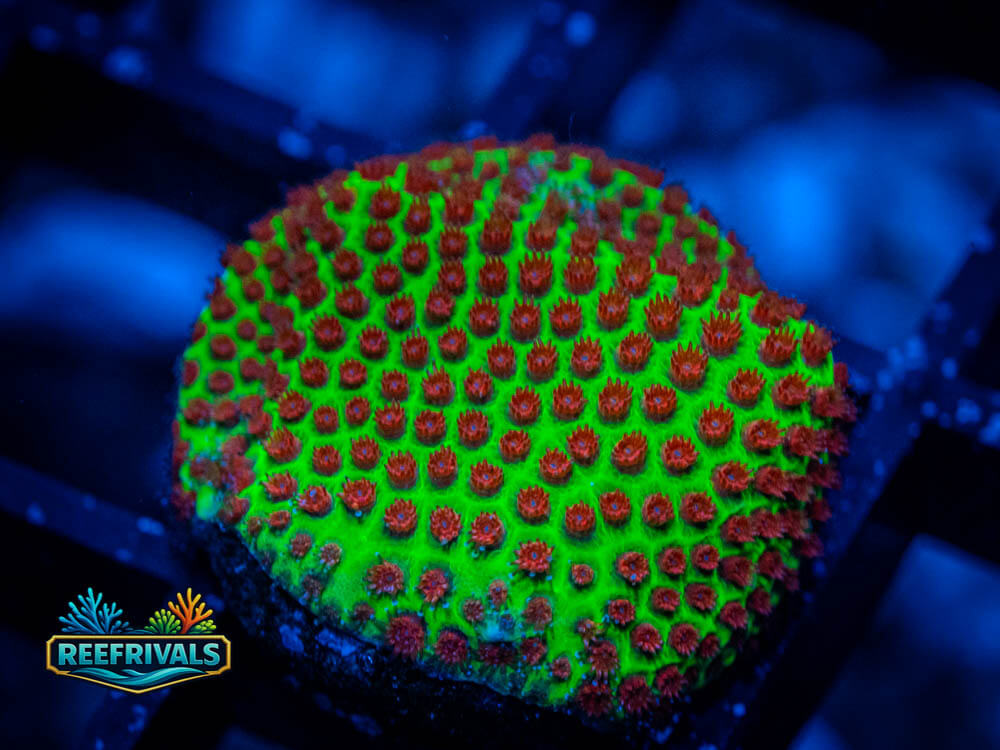 WWC The Grinchy Porites WYSIWYG coral image | ReefRivals WWC The Grinchy Porites coral image from ReefRivals, listed as Porites sp. and Encrusting
