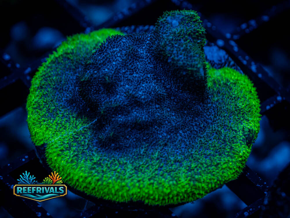 RVL The Slimer Psamacorra coral image from ReefRivals, listed as Psammocora sp. and Encrusting