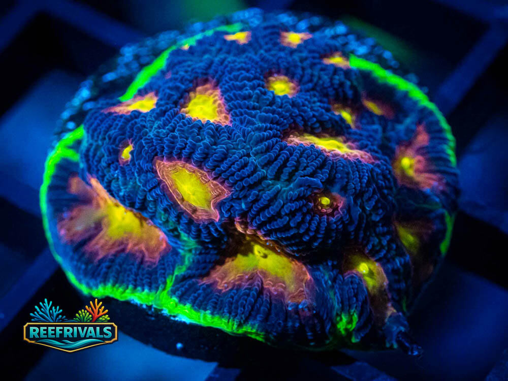 RVL Plasma Garden Favia WYSIWYG coral image | ReefRivals RVL Plasma Garden Favia coral image from ReefRivals, listed as Favia sp. and Favias