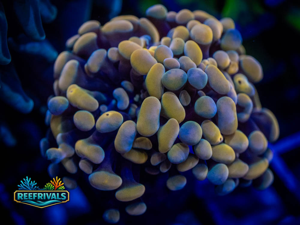 RVL Gold Splatter Hammer WYSIWYG coral image | ReefRivals RVL Gold Splatter Hammer coral image from ReefRivals, listed as Euphyllia ancora and LPS Fleshy
