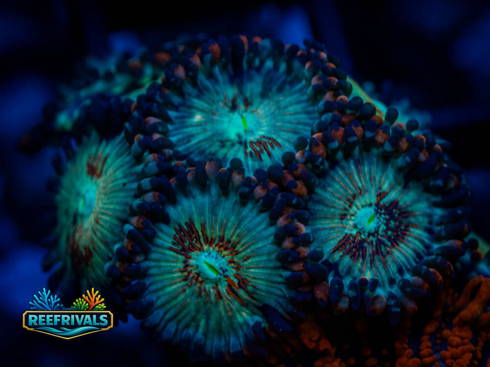 WWC White Zombie Zoa WYSIWYG coral image | ReefRivals WWC White Zombie Zoa coral image from ReefRivals, listed as Zoanthus sp. and Zoas