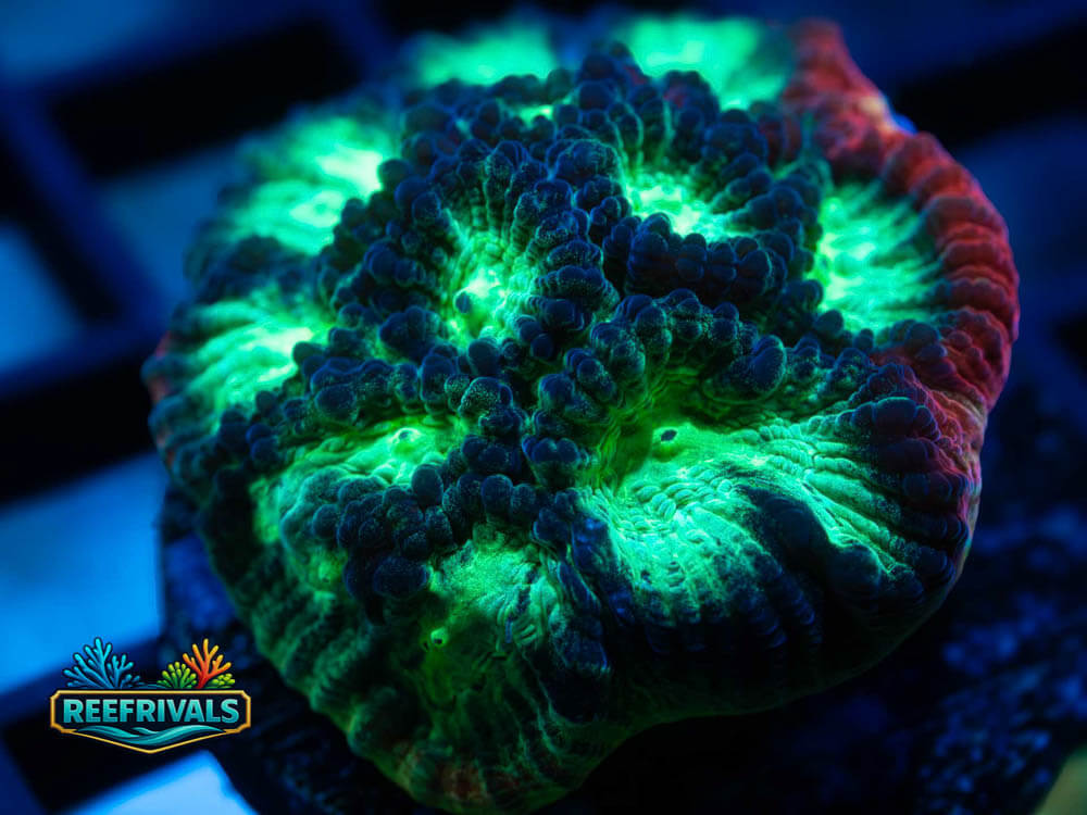 JF Psycho Rim Favia WYSIWYG coral image | ReefRivals JF Psycho Rim Favia coral image from ReefRivals, listed as Favia sp. and Favias